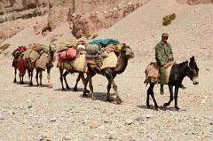 12 Camel Man Rides His Donkey Leading The Four Camels In Wide Shaksgam Valley Between Kerqin And River Junction Camps On Trek To K2 North Face In China.jpg